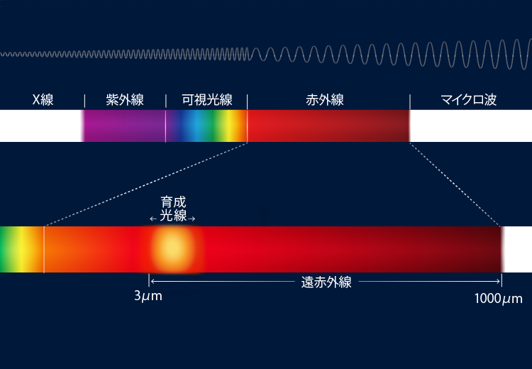 育成光線