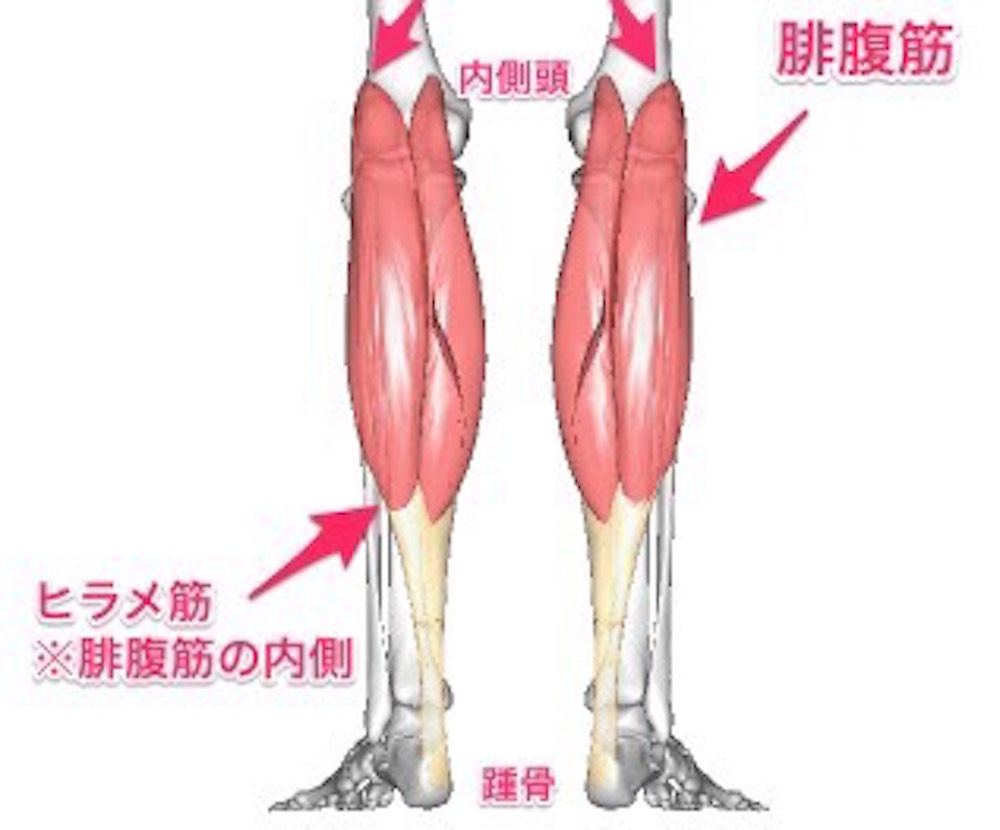 血行を改善し むくみを取る筋膜リリースとは セルフでできるやり方をプロに聞いてみた 美容 キッチン家電のテスコム